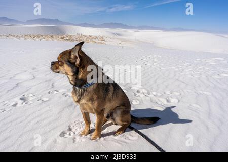 Ein kleiner Mischlingshund sitzt auf einer großen weißen Düne im White Sands National Park in New Mexico in einer riesigen, windigen und isolierten Landschaft. Stockfoto