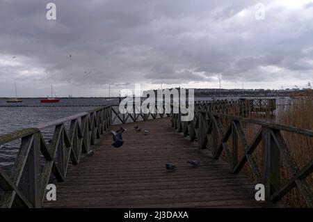 Tauben, die auf Touristen warten, um sie am Holzsteg des Cardiff Bay Wetland Reserve zu füttern. Der Penarth-Kopf ist in der Ferne sichtbar. Stockfoto