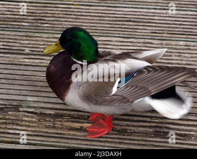 Mallard-Ente mit waggly Schwanz auf einem Holzsteg in der Nähe von Cardiff Bay Stockfoto