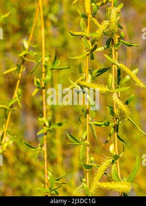 Salix Babylonica in Figgate Park, Edinburgh, Schottland, Großbritannien Stockfoto