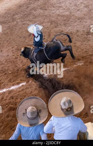 Ein mexikanischer Charro, bareback, reitet einen Stier aus der Rutsche während des Jineteo de toro oder Bullenreitwettbewerbs bei der Staatsmeisterschaft Charreria, Rancho El Pitayo, 3. April 2022 in Tlacote el Bajo, Queretaro, Mexiko. Traditionelle Charrerias sind Reitwettbewerbe aus den Haciendas des alten Mexikos und sind der Ursprung des amerikanischen Rodeos. Stockfoto