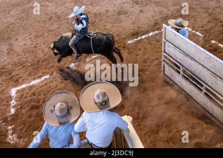 Ein mexikanischer Charro, bareback, reitet einen Stier aus der Rutsche während des Jineteo de toro oder Bullenreitwettbewerbs bei der Staatsmeisterschaft Charreria, Rancho El Pitayo, 3. April 2022 in Tlacote el Bajo, Queretaro, Mexiko. Traditionelle Charrerias sind Reitwettbewerbe aus den Haciendas des alten Mexikos und sind der Ursprung des amerikanischen Rodeos. Stockfoto