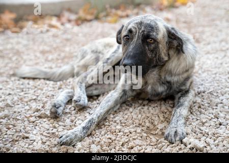 Streunender Hund mit grauer und weißer Farbe liegt auf dem Boden und blickt mit traurigen Augen in den Rahmen Stockfoto