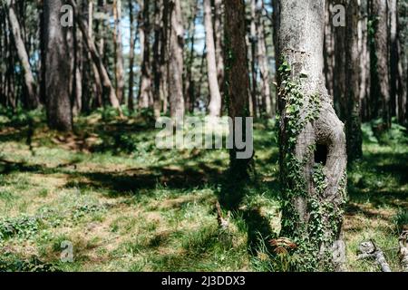 Wald am frühen Morgen Bäume und Strahlen der Sonne Stockfoto