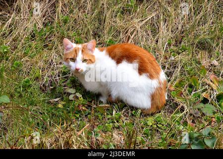 Jeder möchte eine Katze sein Stockfoto