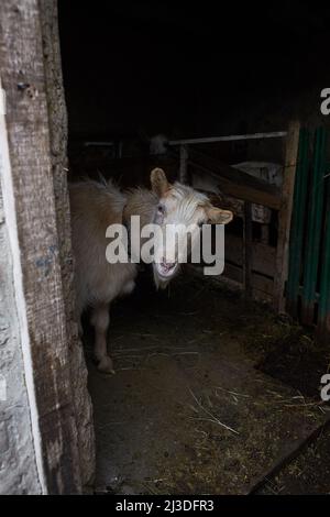 Ziege in der Nähe des Corral. Ziege auf dem Hof. Stockfoto