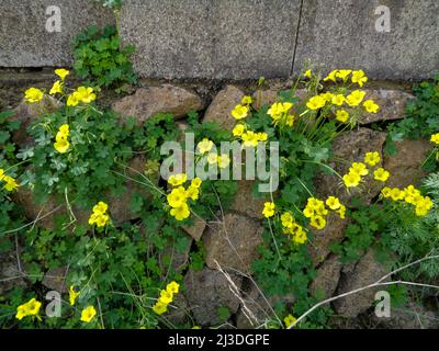 Strahlende Asphodelus fistulose-Blüten wachsen wild entlang der Altea Trail, Costa Dorada, Spanien Stockfoto