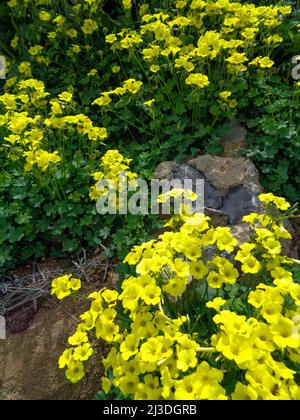 Strahlende Asphodelus fistulose-Blüten wachsen wild entlang der Altea Trail, Costa Dorada, Spanien Stockfoto