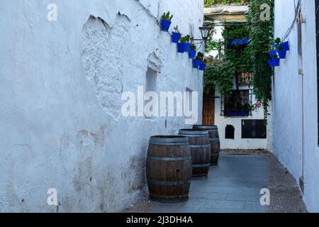 Blick auf den alten Teil von Cordoba, San Basilio Viertel mit weißen Häusern und Blumentöpfen im Sommer Stockfoto