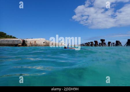 Mann schnorchelt im Dry Tortugas National Park, Florida, USA Stockfoto