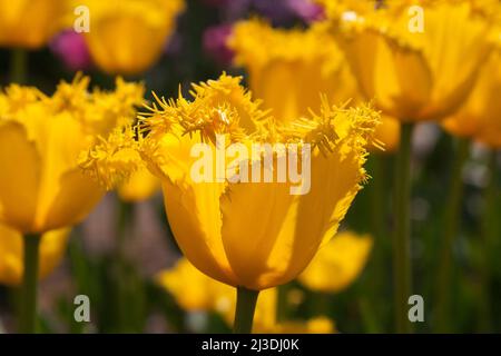 Umsäumte gelbe Tulpen Stockfoto