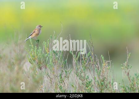 Gewöhnliches Linnet (Linaria cannabina), das in einem Sumpf-Peeling thront Stockfoto