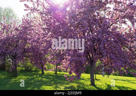 Rosa blühende Bäume im Park mit grünem Gras an einem sonnigen Tag. Frühlingshintergrund. Stockfoto