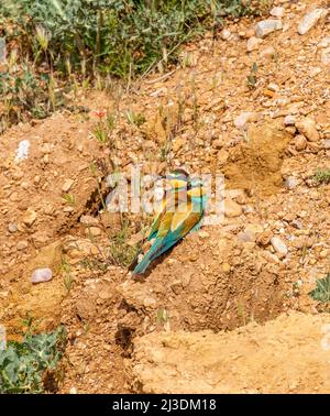 Ein Paar europäischer Bienenviere Eatesr Merops apiaster in der spanischen Landschaft bei Castrojeriz in Castille y Leon Spanien Stockfoto