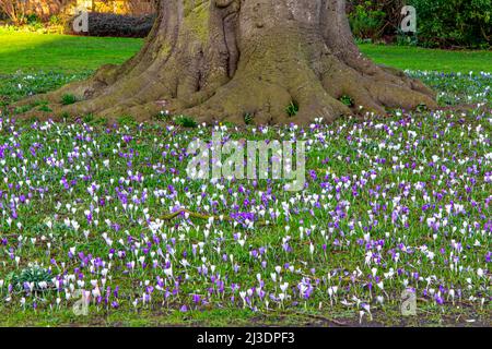 Crocus blüht unter einem alten Baum auf einem Rasen im frühen Frühjahr. Stockfoto