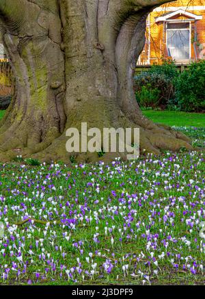 Crocus blüht unter einem alten Baum auf einem Rasen im frühen Frühjahr. Stockfoto