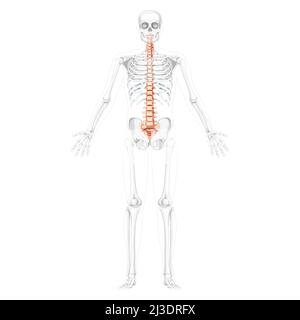 Vorderansicht der menschlichen Wirbelsäule mit teilweise transparenter Skelettposition, thorakaler Lendenwirbelsäule, Kreuzbein und Steißbein. Vektor flache natürliche Farben, realistische isolierte Illustration Anatomie Stock Vektor