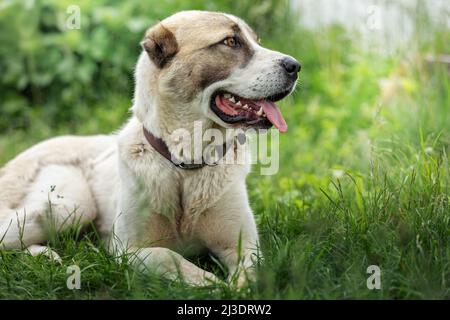 Friendly Central Asian Shepherd Hund Profil Porträt in der hellgrünen glänzenden Gras Hintergrund Stockfoto