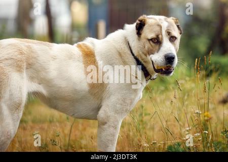 Ein Hund, der einen großen Knochen beißt, steht auf einer Sommerwiese und schaut uns an. Stockfoto