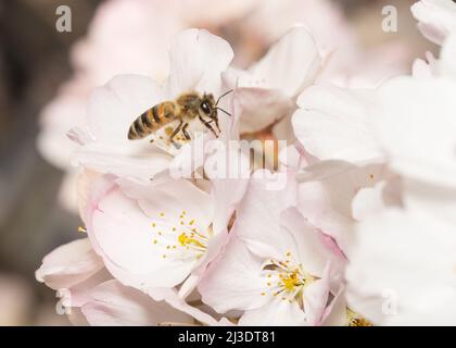 Makrofoto von Honigbiene, die Pollen aus der blühenden Frühlingsblume sammelt. Konzept der Landwirtschaft auf Bienenhaltung und Honigproduktion . Stockfoto