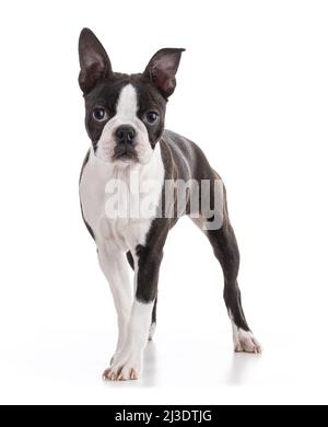 Junge Boston Terrier Bi Farbe isoliert auf weißem Hintergrund Stockfoto