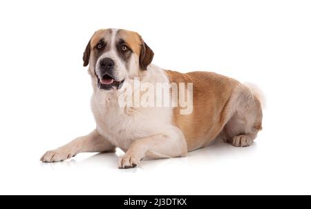 Große Pyrenäen oder Pyrenäen-Berghund auf weißem Hintergrund Stockfoto