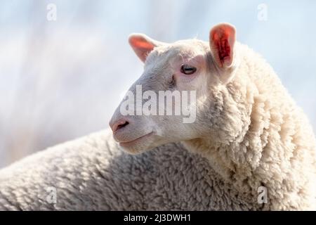 Ein schönes Porträt eines weißen Schafes in Nahaufnahme in einem Hintergrund von blauem Himmel. Schafs Augen, Ohren und Wolle sind deutlich dargestellt. Stockfoto