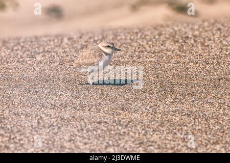 Bedrohte Art Western Snowplover Charadrius nivosus am Point Reyes National Seashore, Kalifornien, USA. Stockfoto