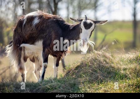 Dunkelbraune Ziege mit einem Horn und einem großen Bart, der auf einem Hügel grast, ländliche Szene im Hintergrund. Stockfoto