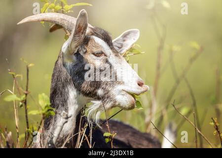 Die schöne Ziege genießt im Frühling mittags köstliche, frische, grüne Blätter. Stockfoto