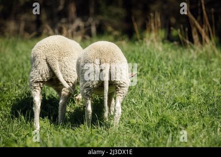 Zwei junge Lämmer vom Rücken, lehnen sich nach unten und fressen grünes Gras. Das Foto zeigt das Fell und den Schwanz der Schafe. Stockfoto