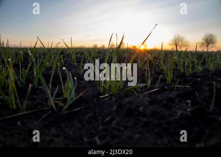 Verschwommenes Foto. Blätter von junger gekeimter Gerste vor dem Hintergrund brillanten, hellen Sonnenlichts, Tau Tropfen auf Sprossen von gekeimtem Getreide. Stockfoto