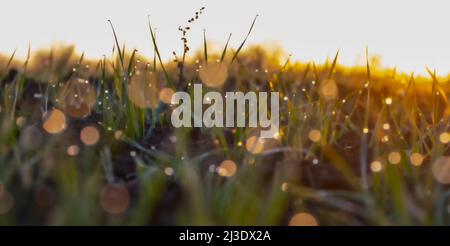 Verschwommenes Foto. Blätter von junger gekeimter Gerste vor dem Hintergrund brillanten, hellen Sonnenlichts, Tau Tropfen auf Sprossen von gekeimtem Getreide. Stockfoto