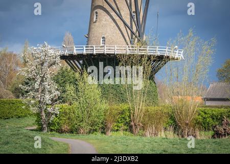 Basis der traditionellen holländischen Windmühle im Dorf Terheijden, bedeckt mit Efeu an einem stürmischen Frühlingstag Stockfoto