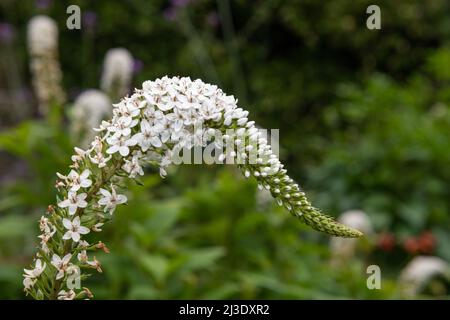 Nahaufnahme einer blühenden Schwanenhalsblüte (lysimachia clethroides) Stockfoto