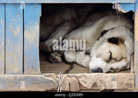 Traurige Ansicht eines allein braune Hund schlafen in den Kennel - Ein altes Holzhaus Stockfoto