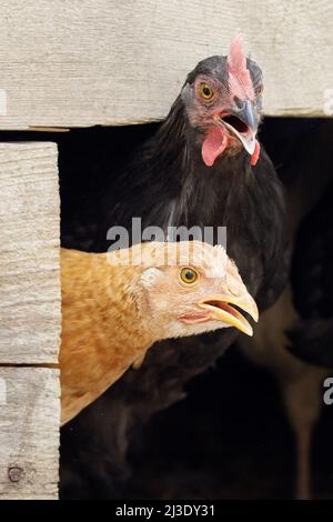 Ein überraschendes schwarz-hellbraunes Hühner steckt seine Köpfe aus dem Hühnerstall, als ob sie etwas sagen wollen. Holzbrettrahmen, kann zur Notiz angepasst werden. Stockfoto