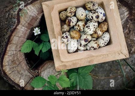 Quadratische Tonschüssel mit Wachteleiern auf einem Baumstumpf mit Pflanzen. Konzept, Freilandeier, Bio, gesunde Ernährung, Ernte auf dem Bauernhof Stockfoto