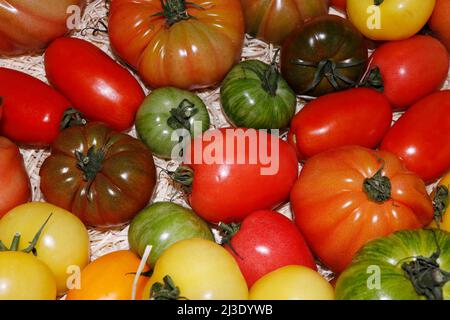 Ausstellung von verschiedenen Erbstücken oder traditionellen Tomaten in Nahaufnahme Stockfoto