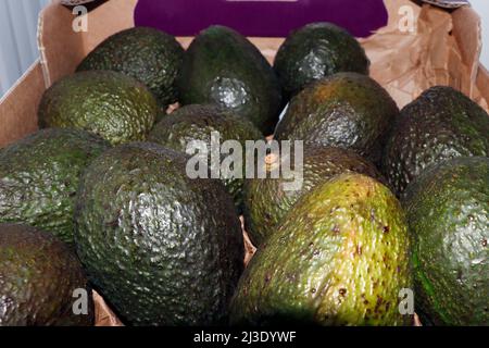 Frische reife mexikanische Avocados in einer Schachtel Stockfoto