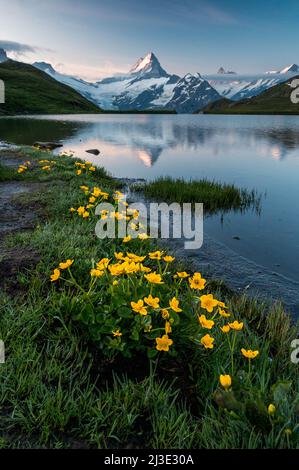 Globeflowers (trollius europaeus) am Bachalpsee bei Grindelwald in den schweizer alpen Stockfoto