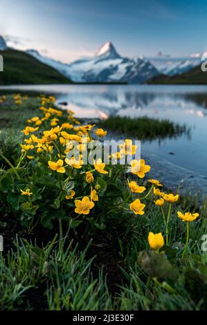 Blühende Wildblumen im Sommer bei Sonnenaufgang gesehen an einem ruhigen Bachalpsee mit Schreckhorn Stockfoto
