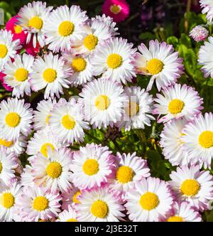 Pink Fleabane oder Seaside Daisies Erigeron glühend 'Sea Breeze' im Park. Rosa Gänseblümchen Seabreeze erigeron glaucus Blumen. Straßenfoto, niemand, Stockfoto