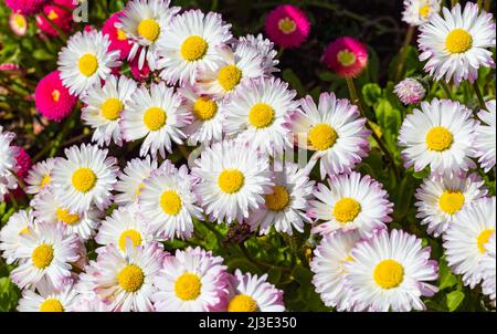 Pink Fleabane oder Seaside Daisies Erigeron glühend 'Sea Breeze' im Park. Rosa Gänseblümchen Seabreeze erigeron glaucus Blumen. Straßenfoto, niemand, Stockfoto
