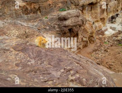 Die Katze, die in Petra lebt und von Beduinen gefüttert wird Stockfoto