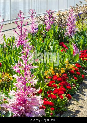 Großes Blumenbeet in einem botanischen Garten. Verschiedene Pflanzen wachsen und blühen. Straßenfoto, Niemand, selektiver Fokus Stockfoto