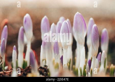 Purpurner Schnee Krokus blüht auf der Wiese. Natürlicher Hintergrund mit blühenden violetten Krokus im frühen Frühjahr. Blühende Lila Crocus Tapete im sonnigen Bokeh l Stockfoto