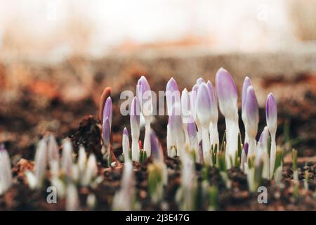 Purpurner Schnee Krokus blüht auf der Wiese. Natürlicher Hintergrund mit blühenden violetten Krokus im frühen Frühjahr. Blühende Lila Crocus Tapete im sonnigen Bokeh l Stockfoto