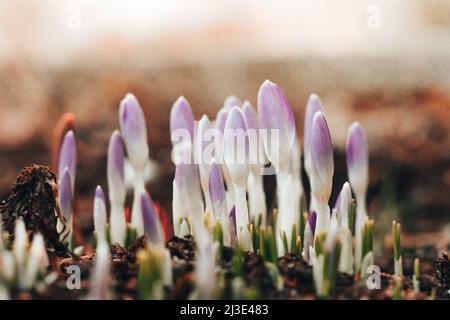 Purpurner Schnee Krokus blüht auf der Wiese. Natürlicher Hintergrund mit blühenden violetten Krokus im frühen Frühjahr. Blühende Lila Crocus Tapete im sonnigen Bokeh l Stockfoto
