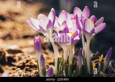 Purpurner Schnee Krokus blüht auf der Wiese. Natürlicher Hintergrund mit blühenden violetten Krokus im frühen Frühjahr. Blühende Lila Crocus Tapete im sonnigen Bokeh l Stockfoto